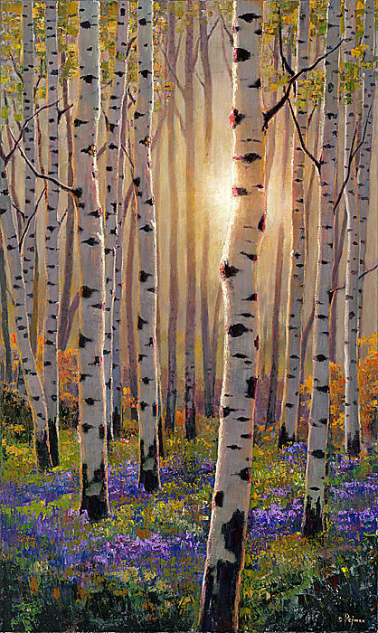 Bob pejman_ Luminous Aspens